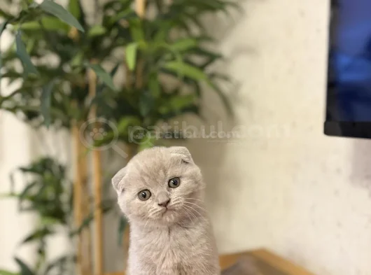 Lilak Scottish Fold Yavrularim görsel