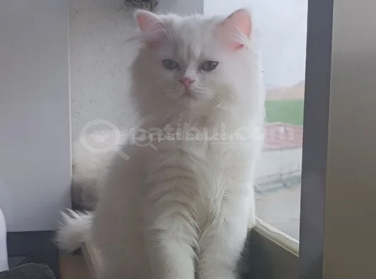 Oğlum Snow Için Yuva görsel