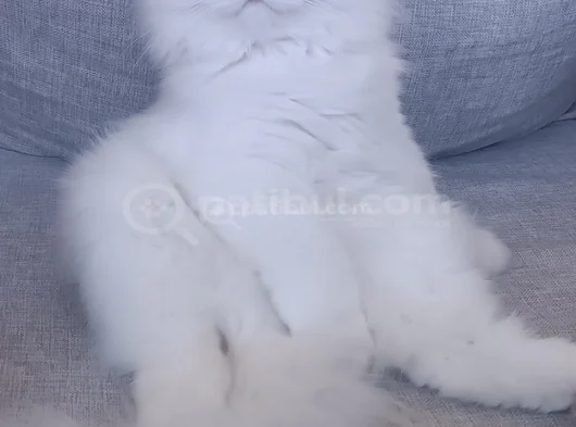 Oğlum Snow Için Yuva görsel