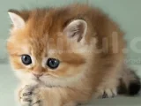 Orijinal Irk Garantili British Shorthair Golden