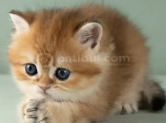 Orijinal Irk Garantili British Shorthair Golden görsel