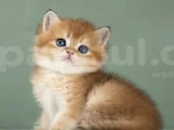 Orijinal Irk Garantili British Shorthair Golden