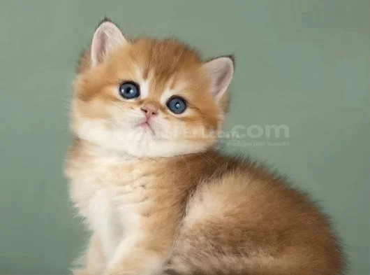 Orijinal Irk Garantili British Shorthair Golden görsel