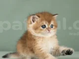 Orijinal Irk Garantili British Shorthair Golden