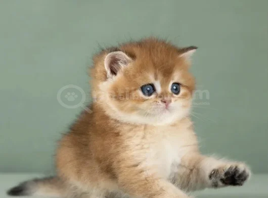 Orijinal Irk Garantili British Shorthair Golden görsel