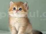 Orijinal Irk Garantili British Shorthair Golden