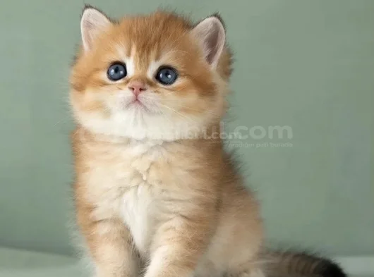Orijinal Irk Garantili British Shorthair Golden