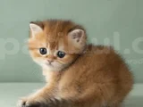 Orijinal Irk Garantili British Shorthair Golden