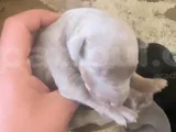 Doberman özel renk bebeklerimiz için acele edin