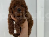 Kıvırcık yavrularımız toy poodle