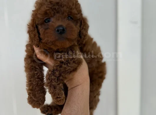 Kıvırcık Yavrularımız Toy Poodle
