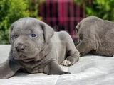 Dev Cane Corso Yavrular