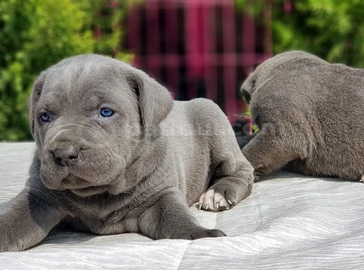 Dev Cane Corso Yavrular görsel