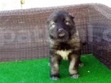 Dev Irk Kafkas Çoban Yavrulari