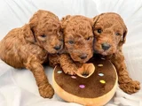 Dünya Tatlisi Mi̇nnoş Poodle Yavrular