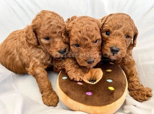 Dünya Tatlisi Mi̇nnoş Poodle Yavrular görsel