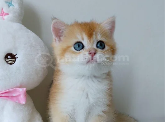 Türünün En Kalitelisi Golden Ny11 British Shorthair görsel