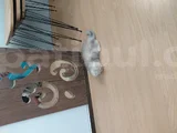 Sevimli Can Dostumuz Chinchilla