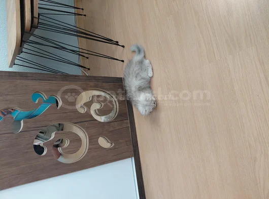 Sevimli Can Dostumuz Chinchilla görsel