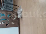 Sevimli Can Dostumuz Chinchilla