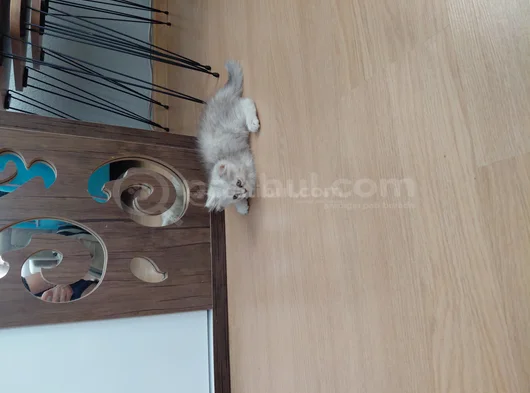 Sevimli Can Dostumuz Chinchilla görsel