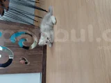 Sevimli Can Dostumuz Chinchilla