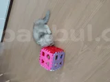 Sevimli Can Dostumuz Chinchilla