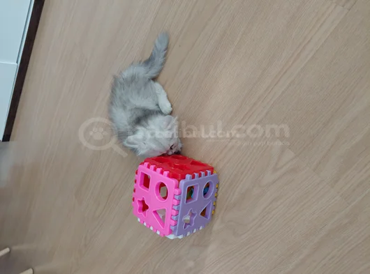 Sevimli Can Dostumuz Chinchilla görsel