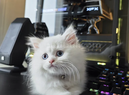 Scr Li Anne Babadan Kar Beyaz Mavi Göz görsel