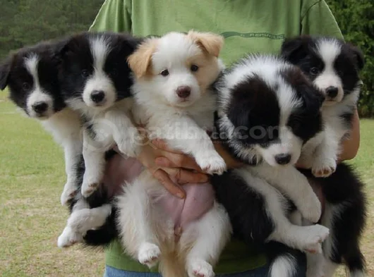 Border Colli̇e