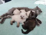 British Shorthair Yavruları
