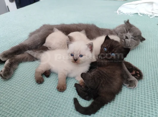 British Shorthair Yavruları görsel