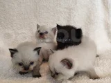 British Shorthair Yavruları
