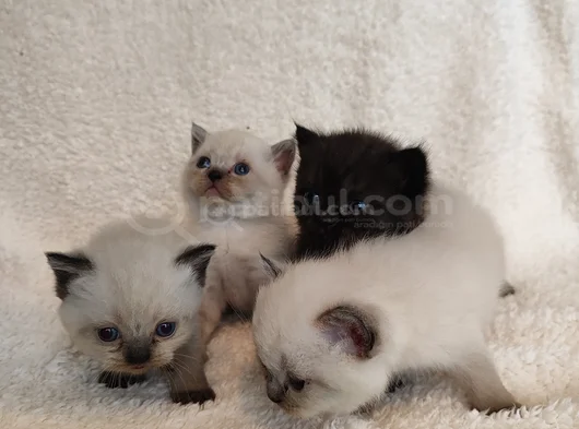 British Shorthair Yavruları görsel