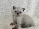 British Shorthair Yavruları