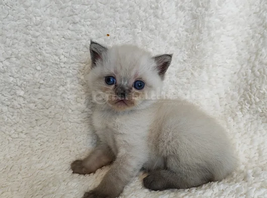 British Shorthair Yavruları görsel