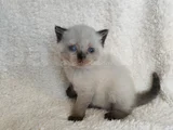 British shorthair Yavruları