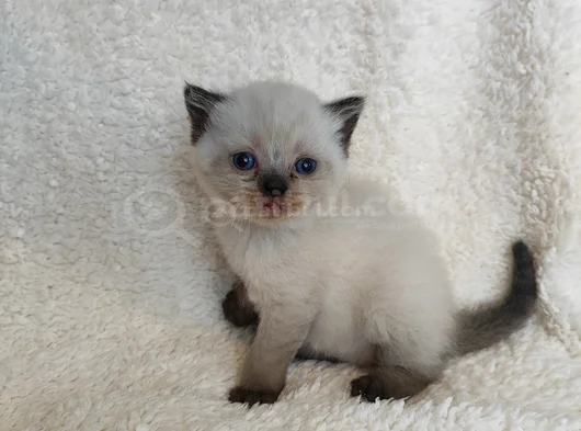 British Shorthair Yavruları