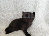 British Shorthair Yavruları