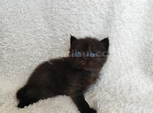 British Shorthair Yavruları görsel