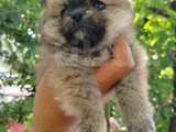 Pomeranian Yavrularııı