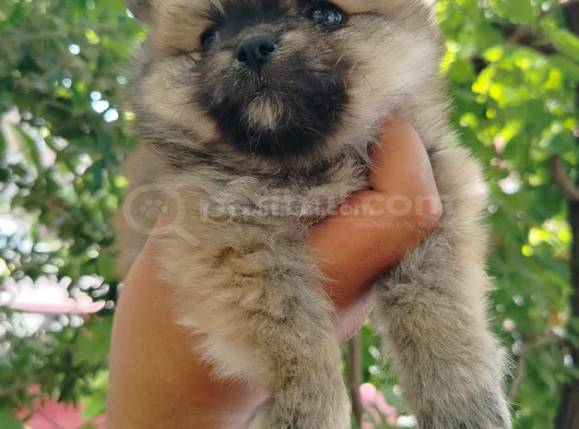 Pomeranian Yavrularııı görsel