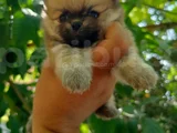 Pomeranian Yavrularııı