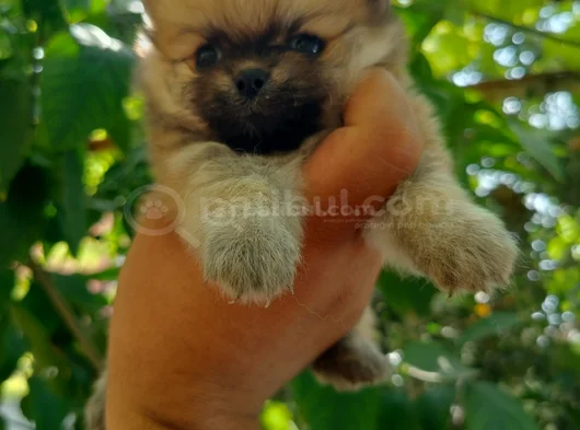 Pomeranian Yavrularııı