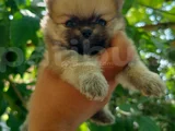 Pomeranian Yavrularııı