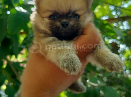 Pomeranian Yavrularııı görsel