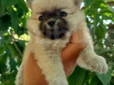 Pomeranian Yavrularııı