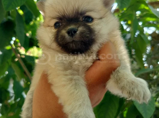 Pomeranian Yavrularııı görsel