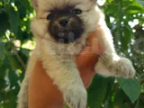Pomeranian Yavrularııı
