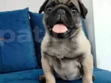 Pug mops yavruları